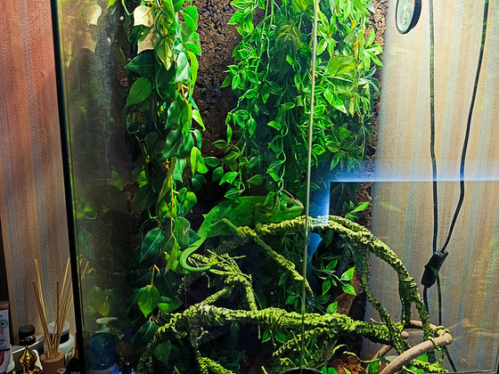 Kameeleon