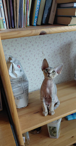 Devon rex (1 foto / 9)