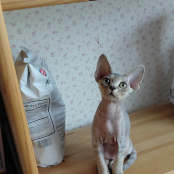 Devon rex