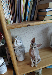 Devon rex (2 foto / 9)