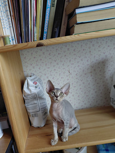 Devon rex (3 foto / 9)