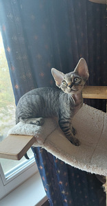 Devon rex (4 foto / 9)