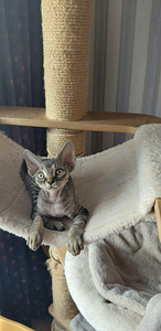 Devon rex (5 foto / 9)