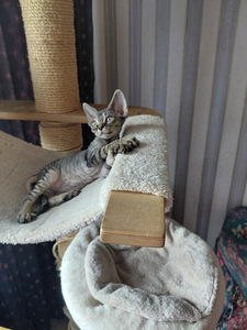 Devon rex (7 foto / 9)