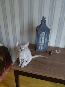 Devon rex (8 foto / 9)