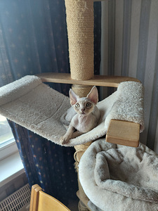 Devon rex (6 foto / 9)