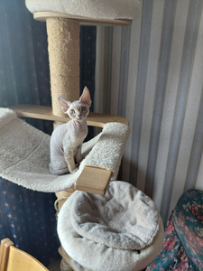 Devon rex (9 foto / 9)