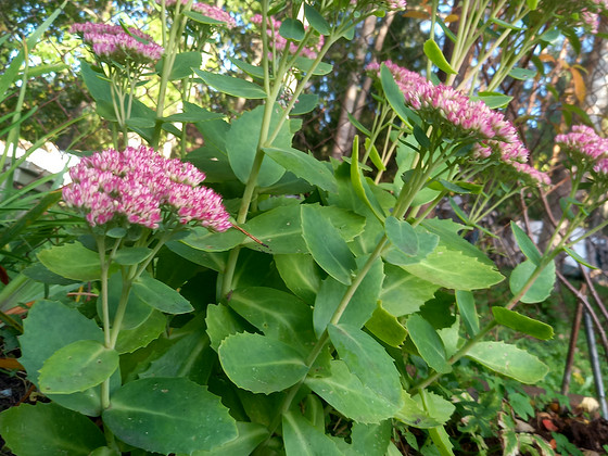 Очиток/Kukehari (Sedum)