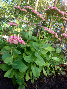 Очиток/Kukehari (Sedum) (1 фото из 1)