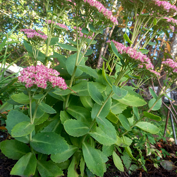 Очиток/Kukehari (Sedum)