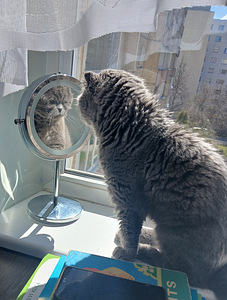 Отдам двух котиков в хорошие и добрые руки (2 фото из 5)
