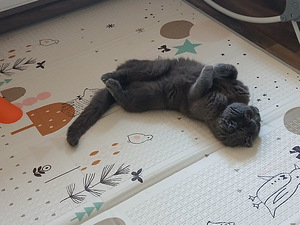 Отдам двух котиков в хорошие и добрые руки (3 фото из 5)