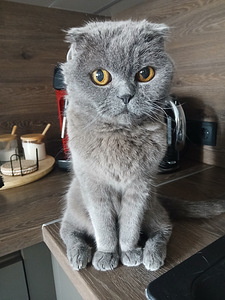 Отдам двух котиков в хорошие и добрые руки (4 фото из 5)