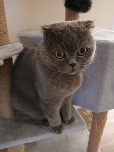 Отдам двух котиков в хорошие и добрые руки (5 фото из 5)