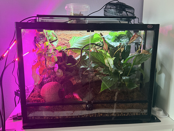 Terrarium 60*45*45 + lamp+ Banana gecko