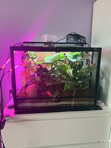 Terrarium 60*45*45 + lamp+ Banana gecko (1 foto / 5)