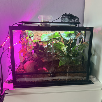 Terrarium 60*45*45 + lamp+ Banana gecko