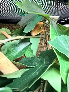 Terrarium 60*45*45 + lamp+ Banana gecko (3 foto / 5)