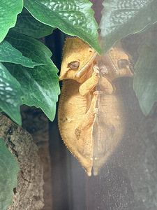Terrarium 60*45*45 + lamp+ Banana gecko (4 foto / 5)