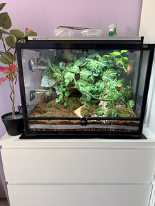 Terrarium 60*45*45 + lamp+ Banana gecko (5 foto / 5)