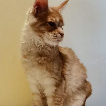 Котёнок мейн-кун