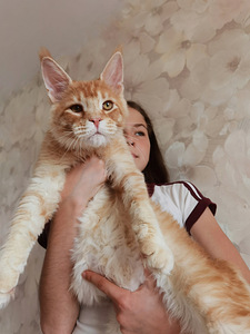 Котёнок мейн-кун (5 фото из 7)