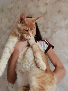 Котёнок мейн-кун (6 фото из 7)