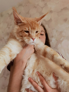 Котёнок мейн-кун (7 фото из 7)