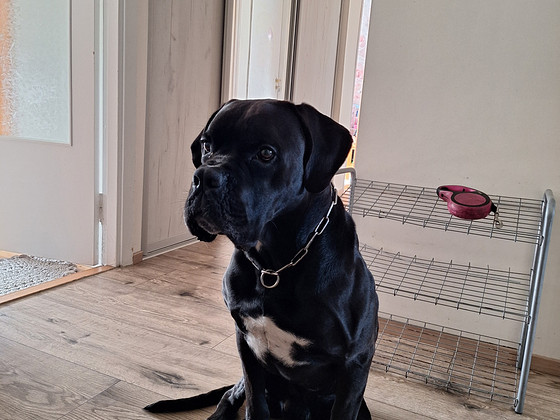Müüa 3 aastat ja 2 kuud vana isane Cane corso