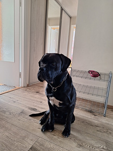Müüa 3 aastat ja 2 kuud vana isane Cane corso (1 foto / 2)