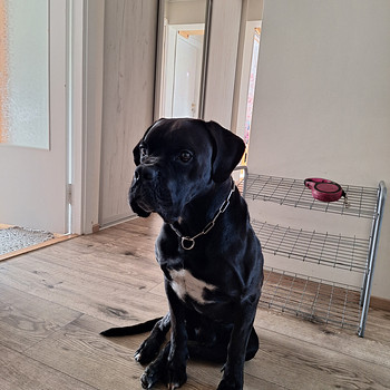 Müüa 3 aastat ja 2 kuud vana isane Cane corso