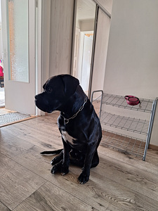 Müüa 3 aastat ja 2 kuud vana isane Cane corso (2 foto / 2)