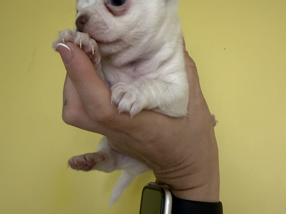 Chihuahua tüdruk