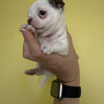 Chihuahua tüdruk
