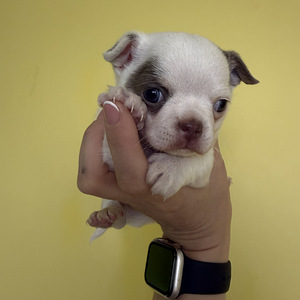 Chihuahua tüdruk (2 foto / 3)