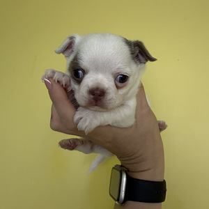Chihuahua tüdruk (3 foto / 3)