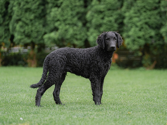 Curly Coated Retriever