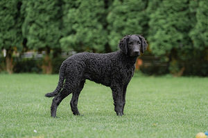 Curly Coated Retriever (1 foto no 6)