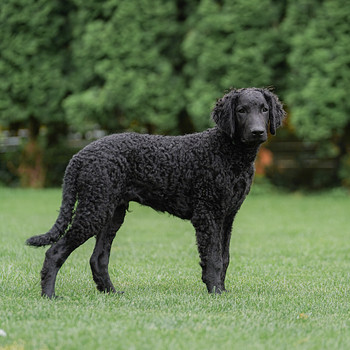 Curly Coated Retriever
