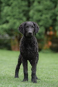 Curly Coated Retriever (2 foto no 6)
