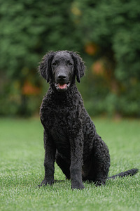 Curly Coated Retriever (3 foto no 6)
