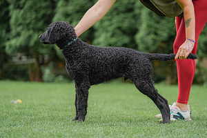 Curly Coated Retriever (4 foto no 6)