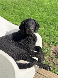 Curly Coated Retriever (6 foto no 6)