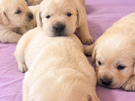 Labrador Retriver