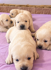 Labrador Retriver (1 foto / 8)