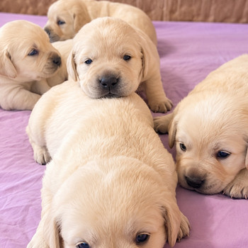 Labrador Retriver