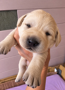 Labrador Retriver (2 foto / 8)
