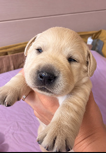 Labrador Retriver (3 foto / 8)