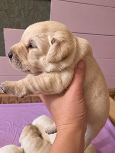 Labrador Retriver (4 foto / 8)