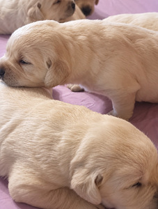 Labrador Retriver (5 foto / 8)